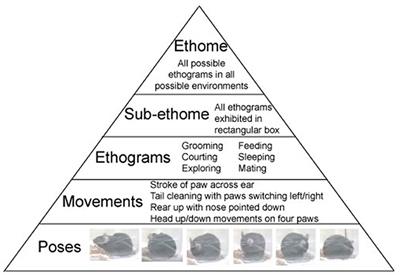 Supervised and Unsupervised Learning Technology in the Study of Rodent Behavior